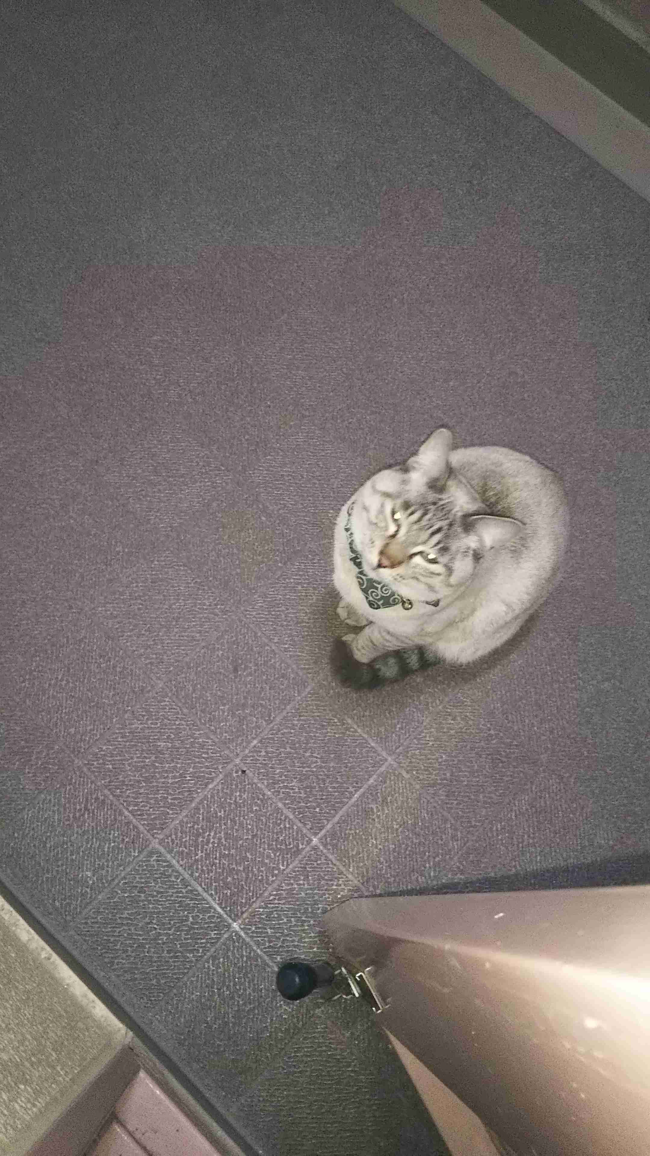 失敗写真選手権ペット編　