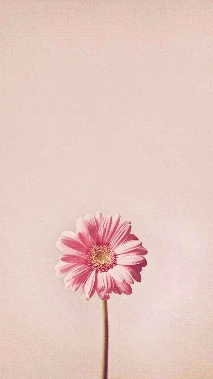 自分に母の日祝いをしたい。