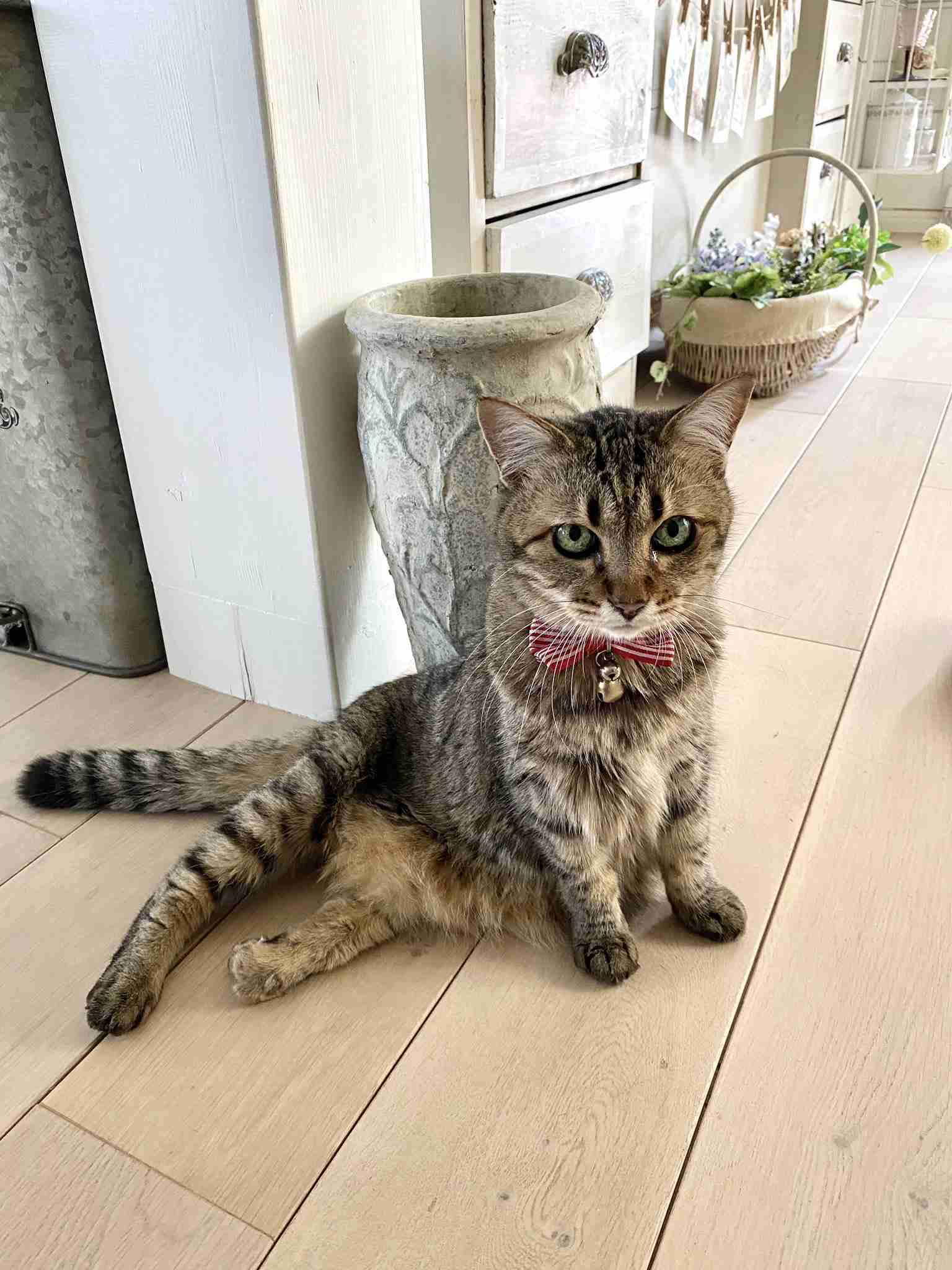 米学校で6年女児が発砲、3人負傷 アイダホ州