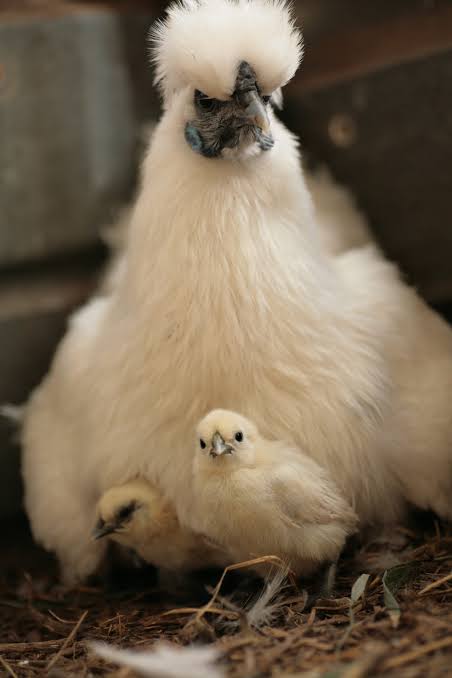 にわとり🐓を飼ってみたい