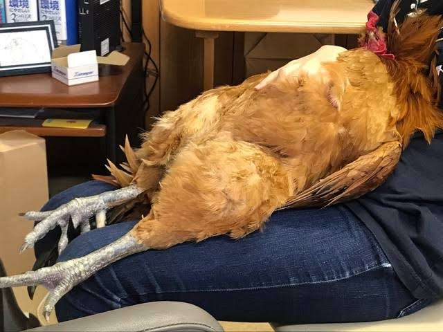 にわとり🐓を飼ってみたい