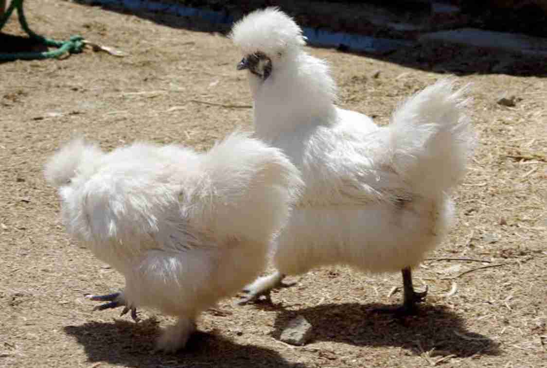 にわとり🐓を飼ってみたい