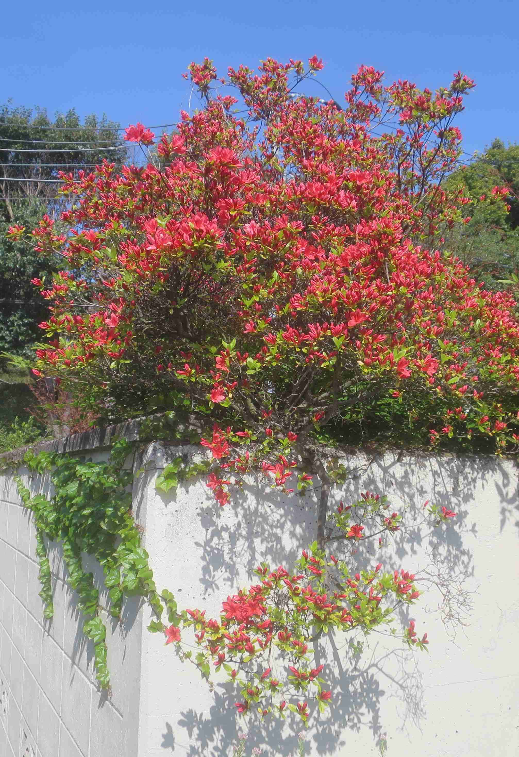 意外と知らない? 東京の街で「ツツジ」をしょっちゅう見かける理由