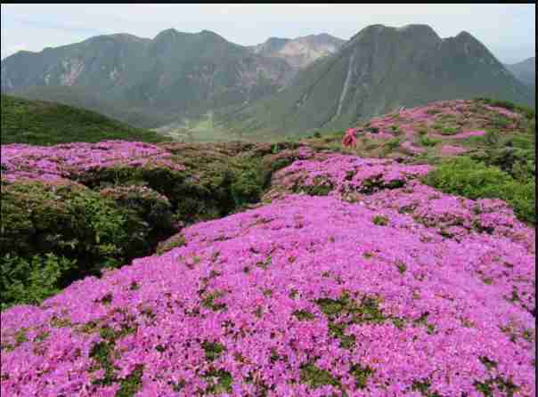 意外と知らない? 東京の街で「ツツジ」をしょっちゅう見かける理由