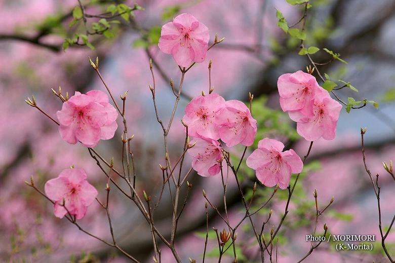 意外と知らない? 東京の街で「ツツジ」をしょっちゅう見かける理由