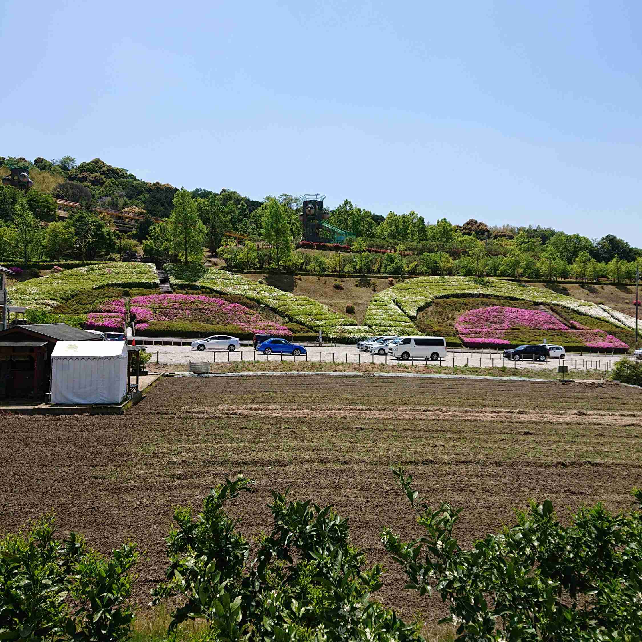 意外と知らない? 東京の街で「ツツジ」をしょっちゅう見かける理由