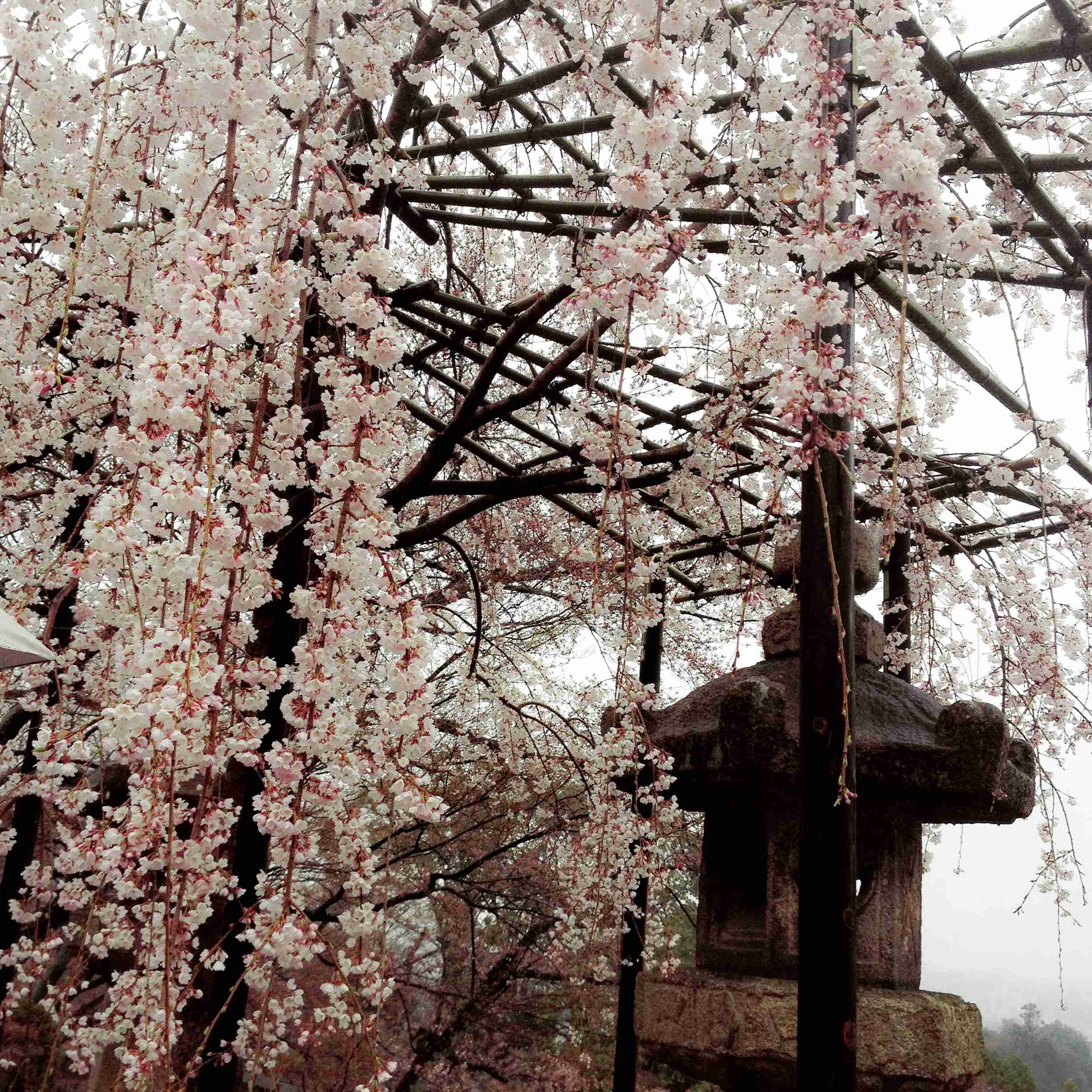 あなたが撮ったベストショット