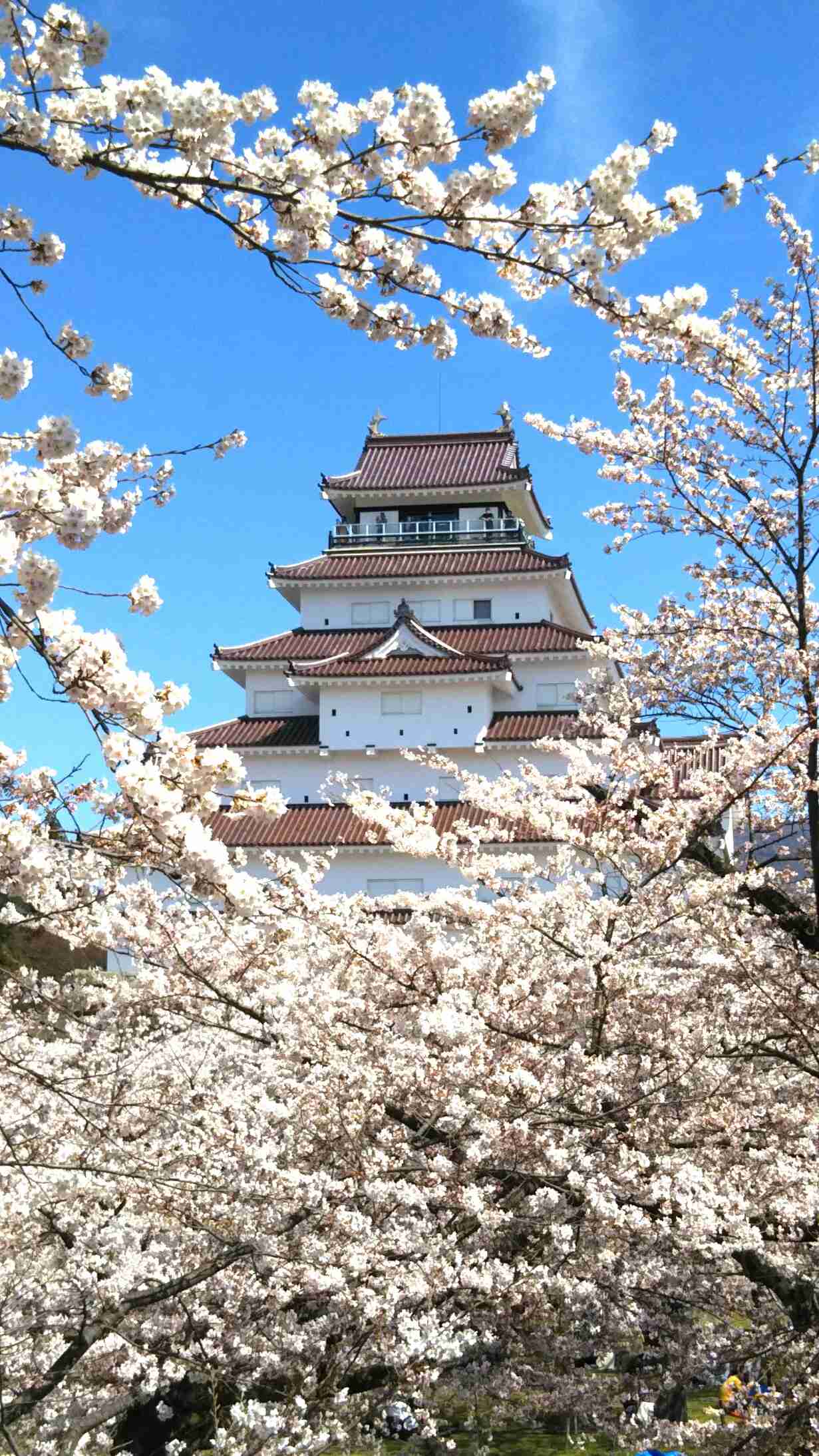 あなたが撮ったベストショット