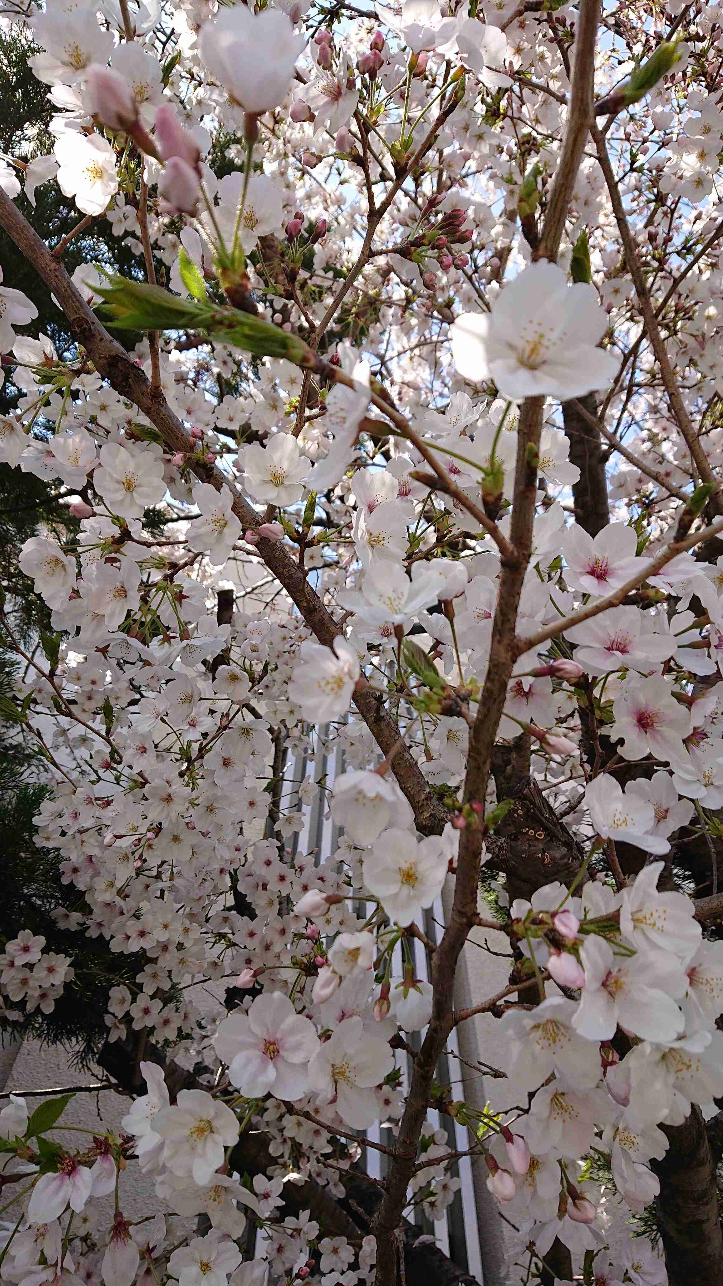 あなたが撮ったベストショット