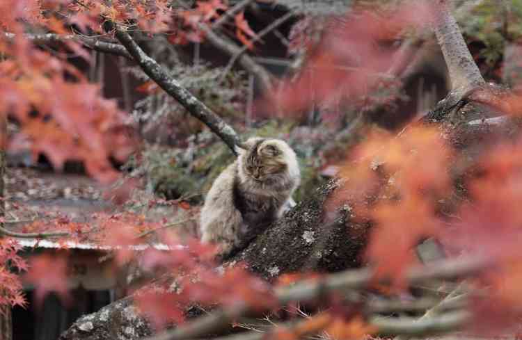 あなたが撮ったベストショット