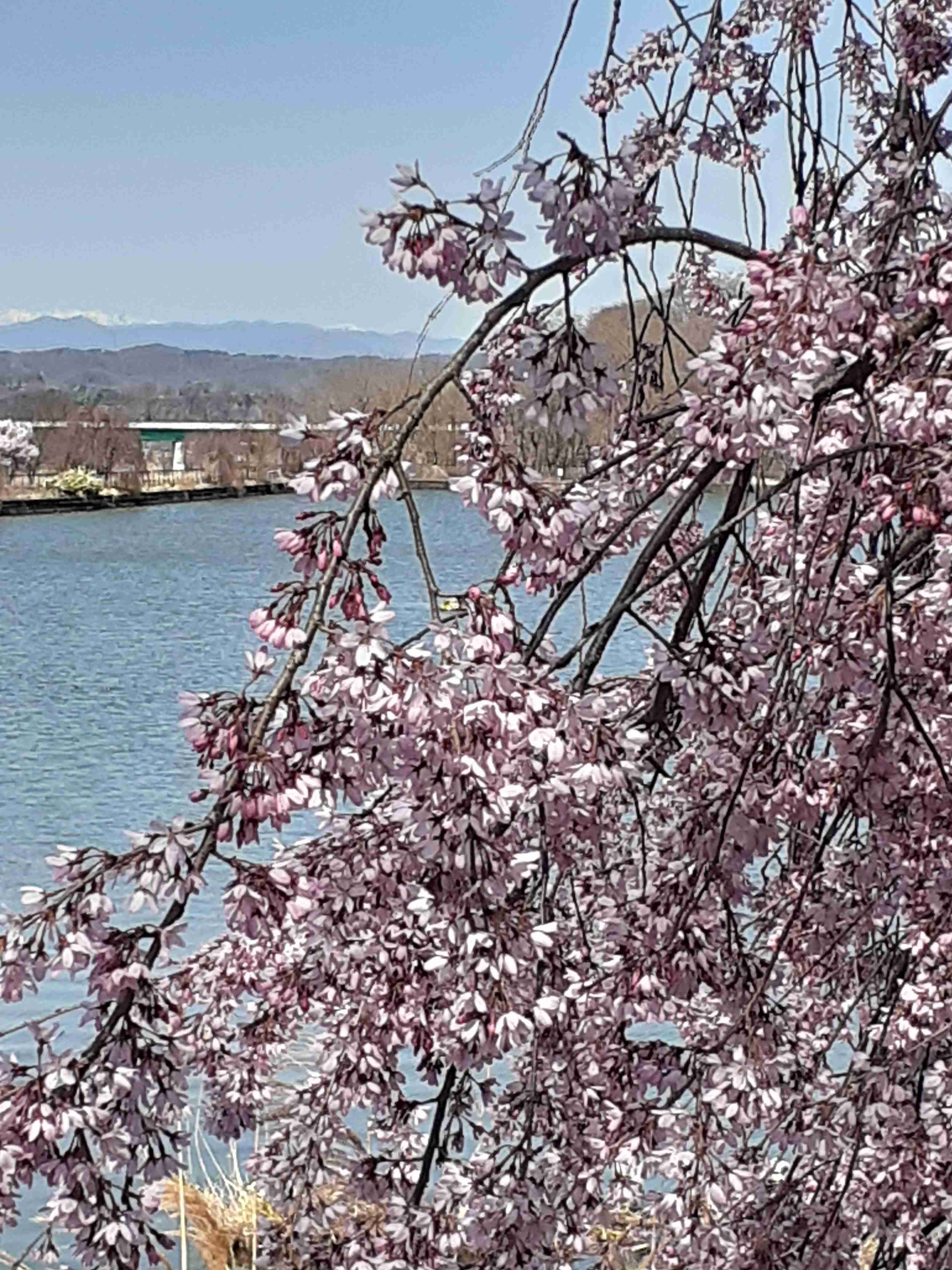 あなたが撮ったベストショット