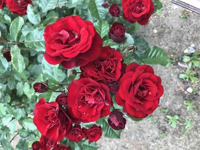 あなたが撮ったベストショット