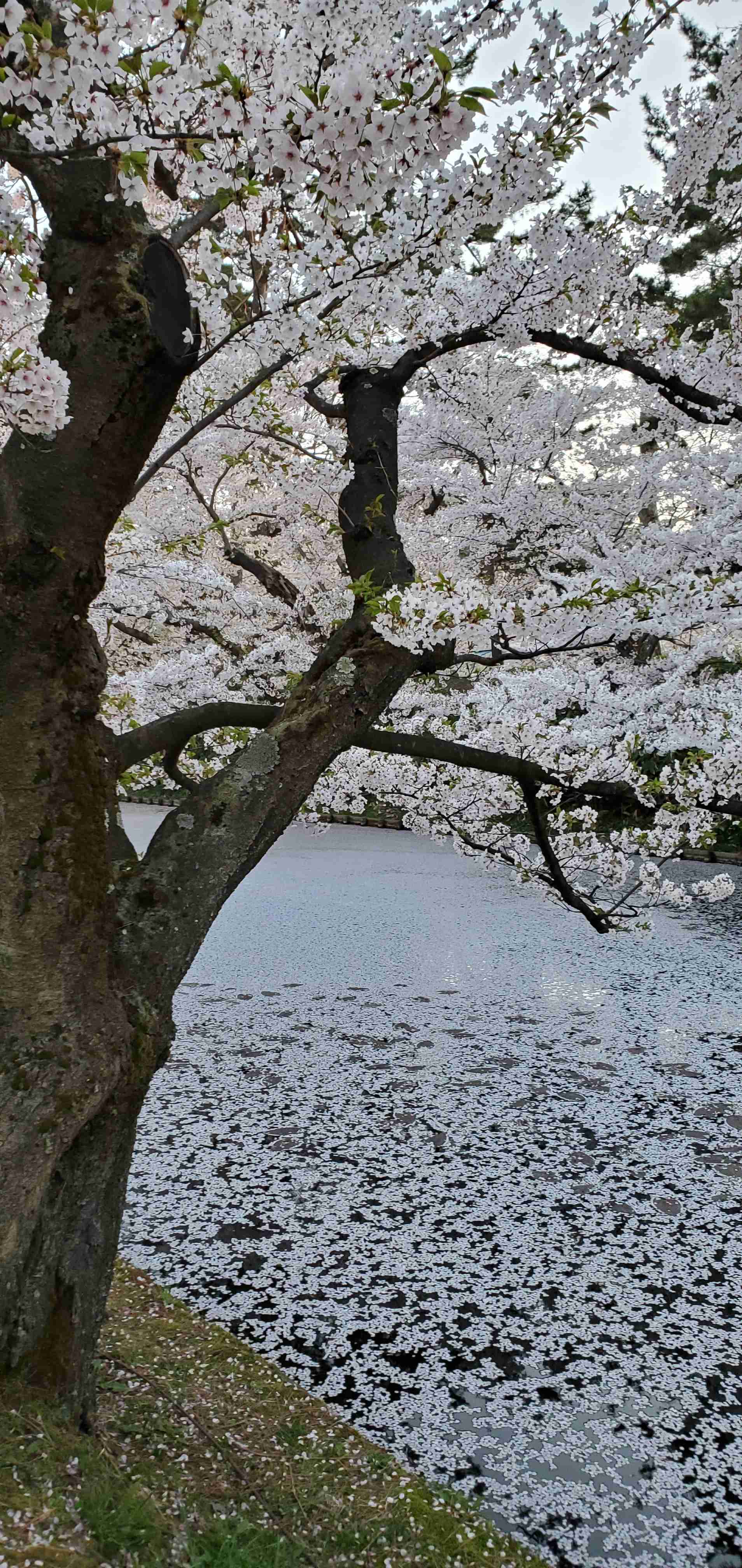 あなたが撮ったベストショット