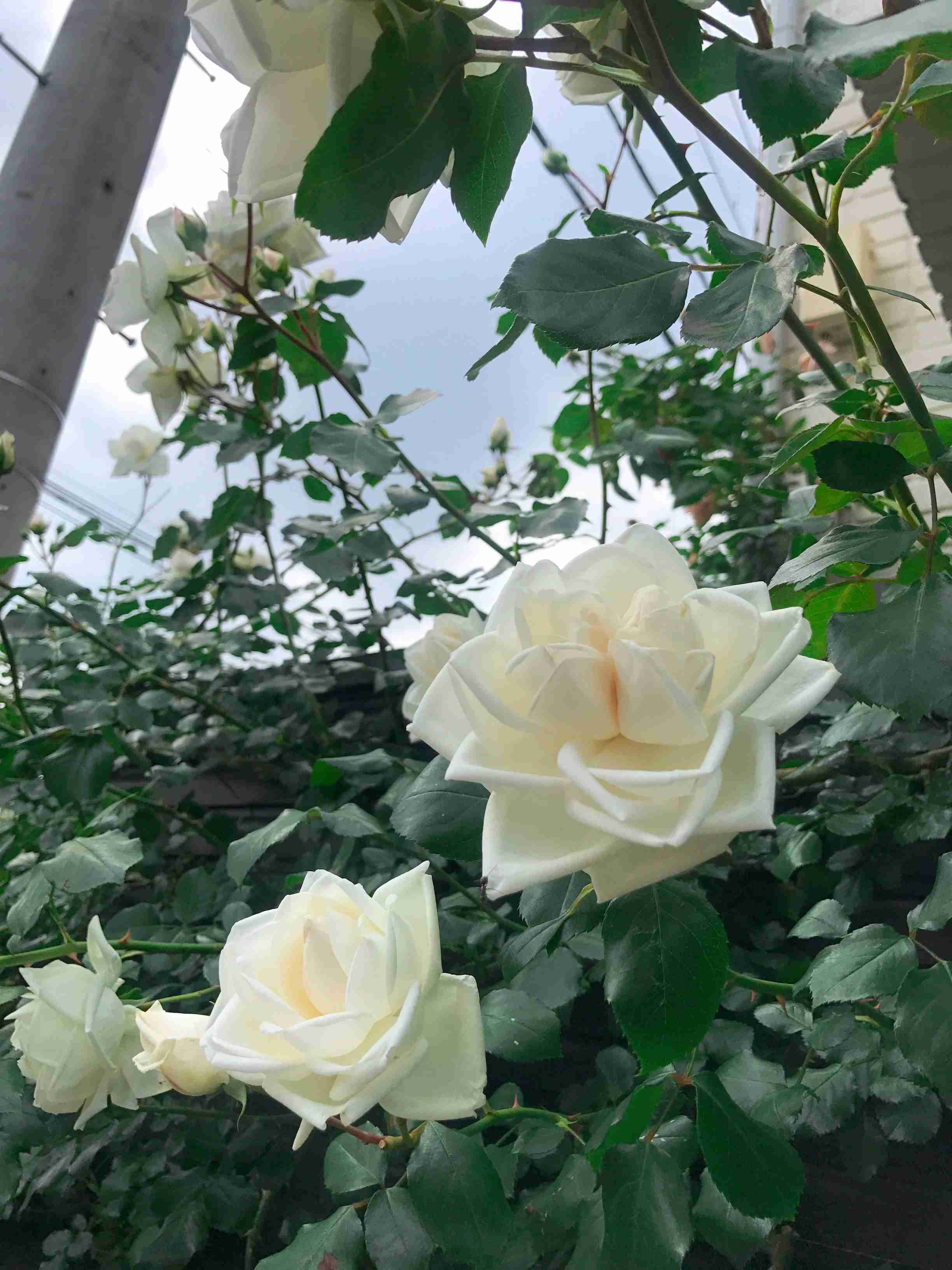 あなたが撮ったベストショット