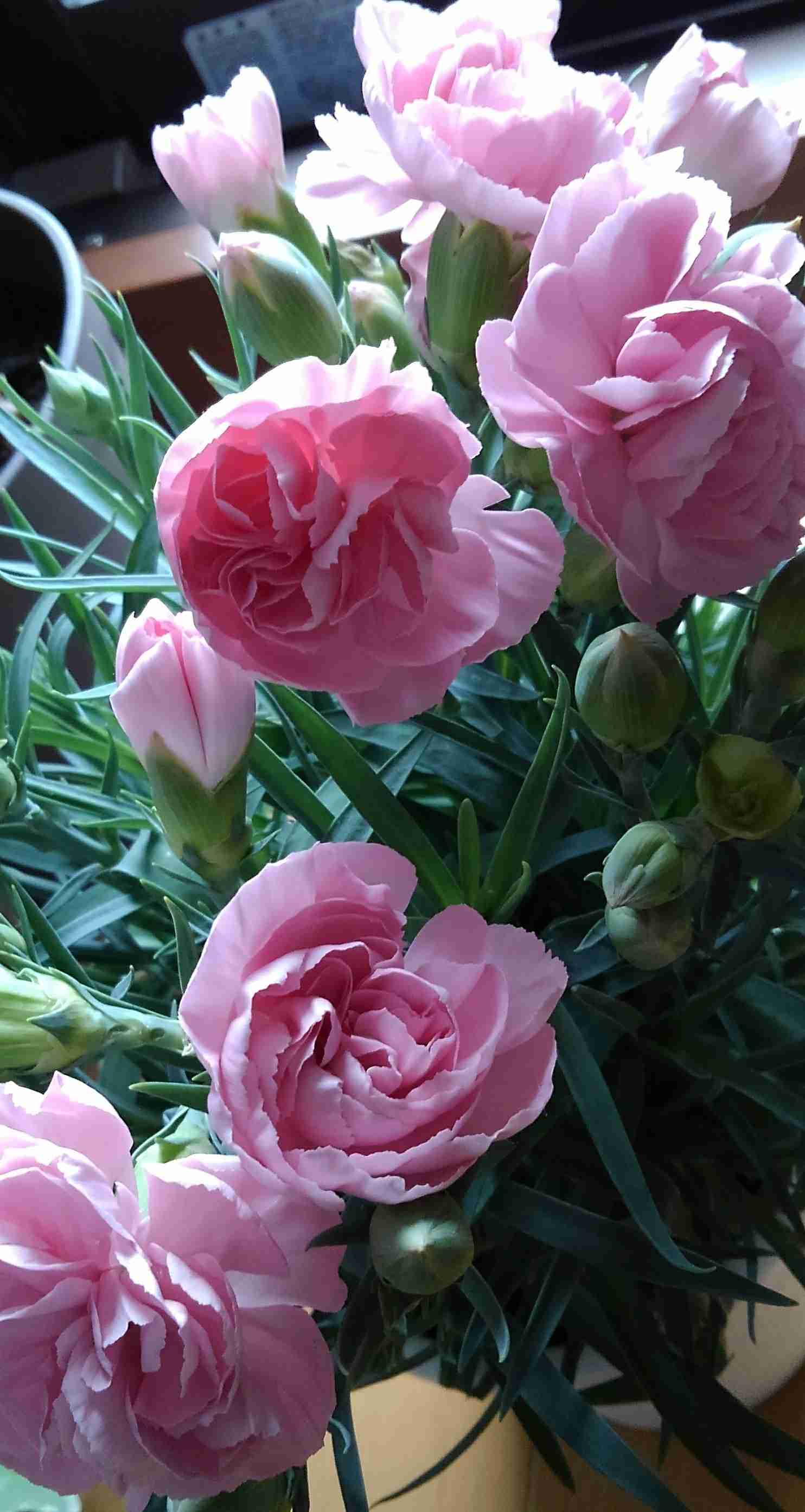 あなたが撮ったベストショット