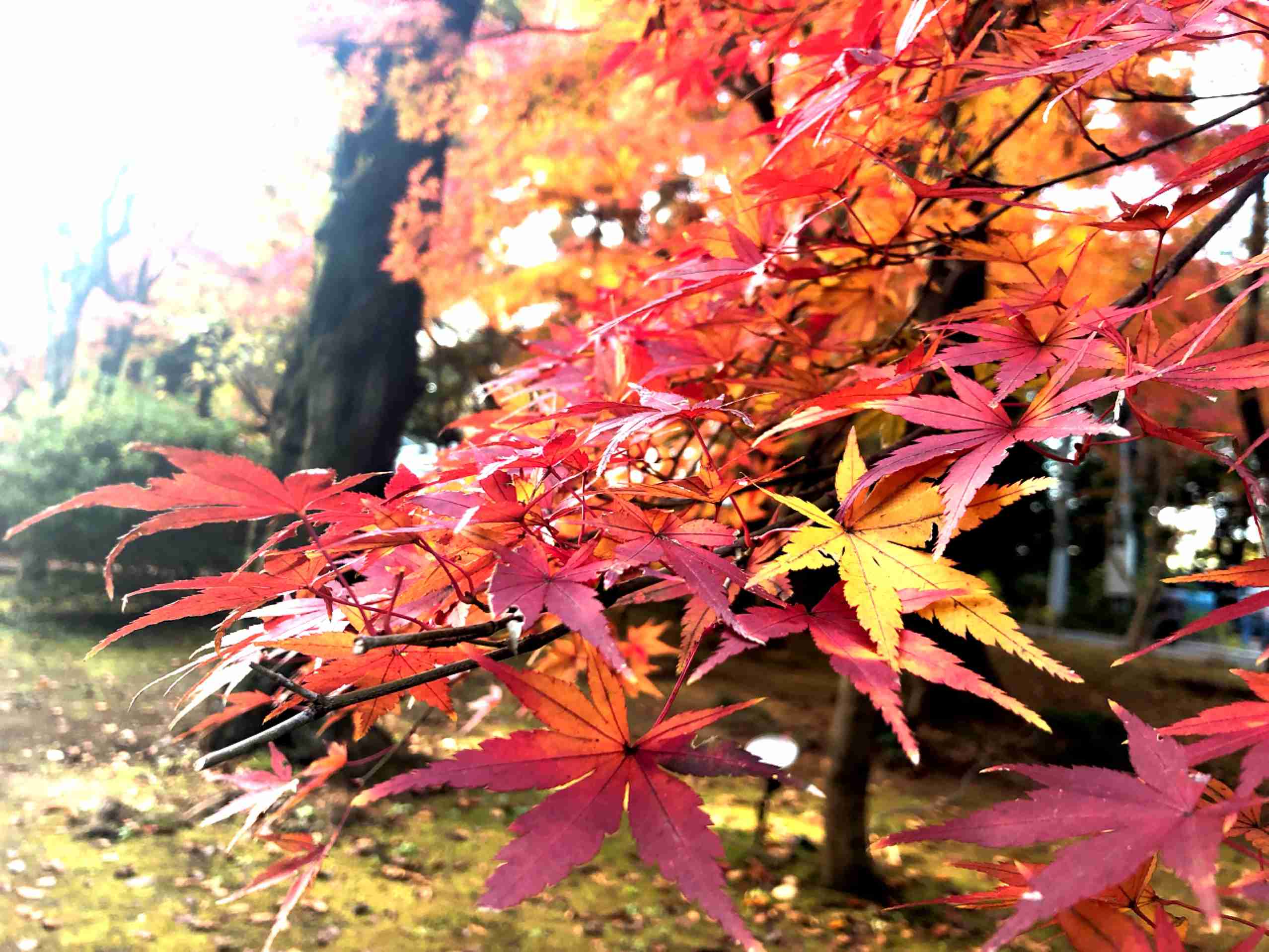 あなたが撮ったベストショット