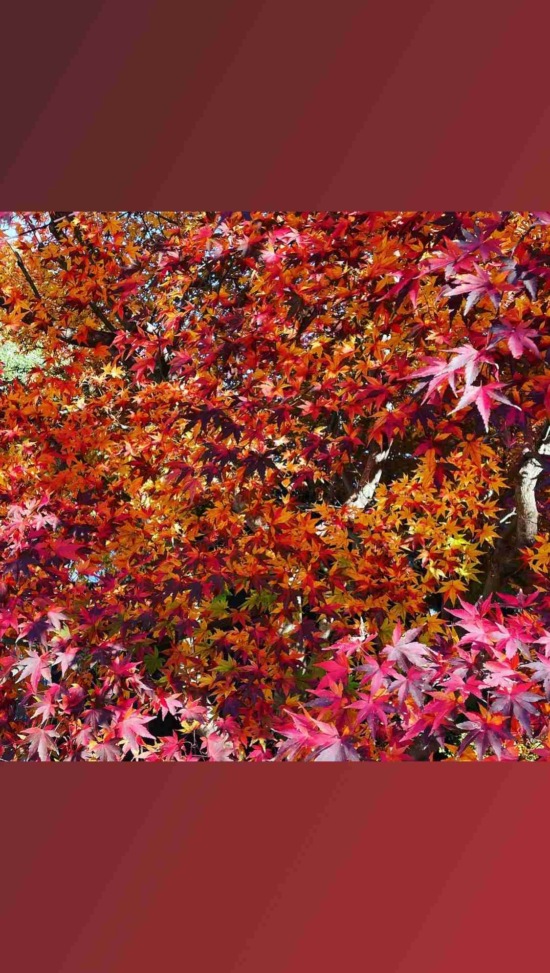 あなたが撮ったベストショット