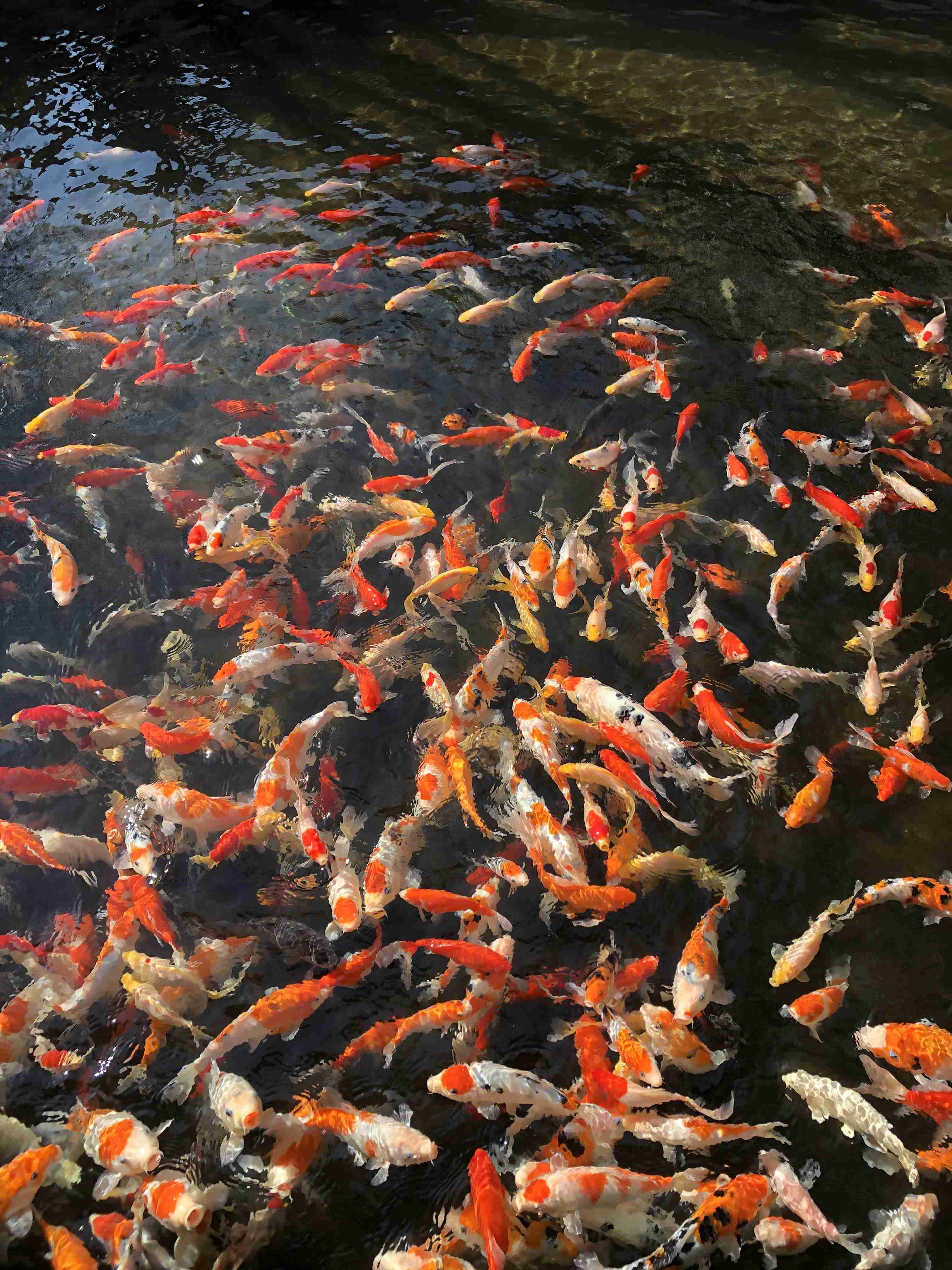 あなたが撮ったベストショット