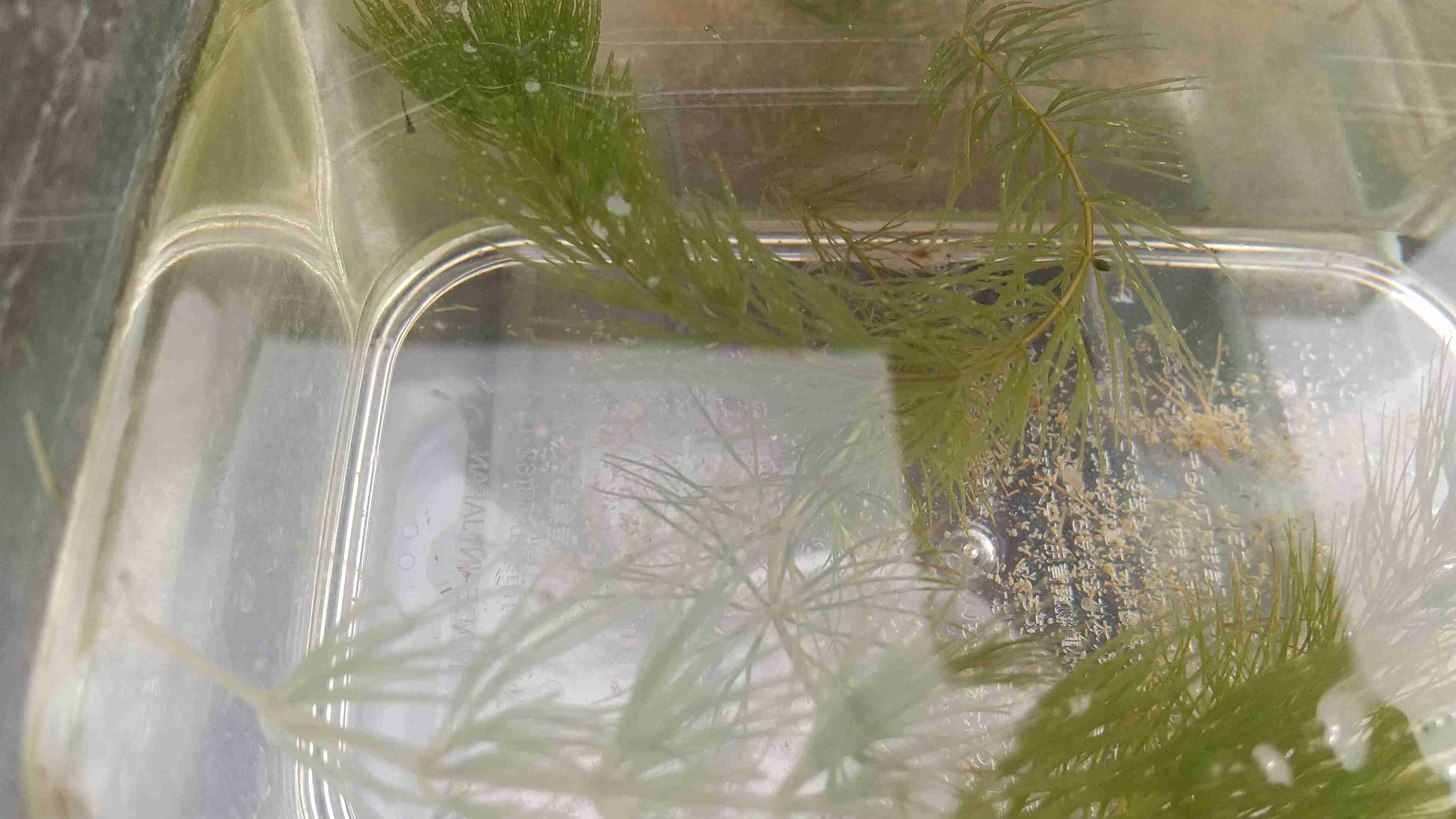 メダカ飼育してる方お話しませんか?