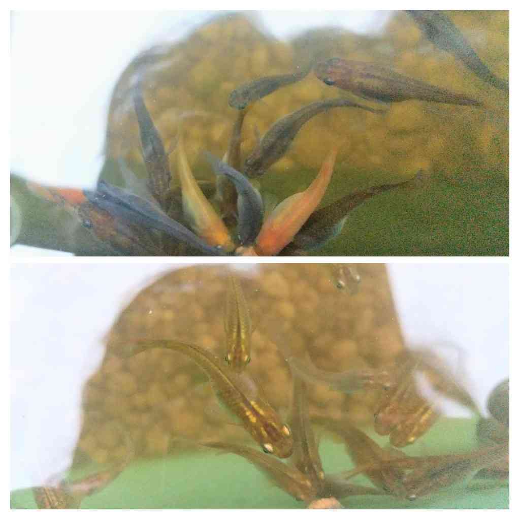 メダカ飼育してる方お話しませんか?