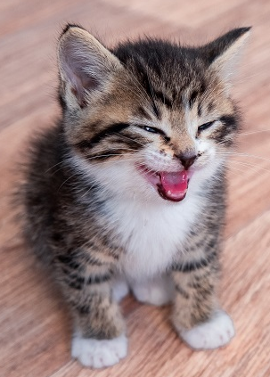 人からガルちゃんってどんな物？って聞かれたらどう答えますか？