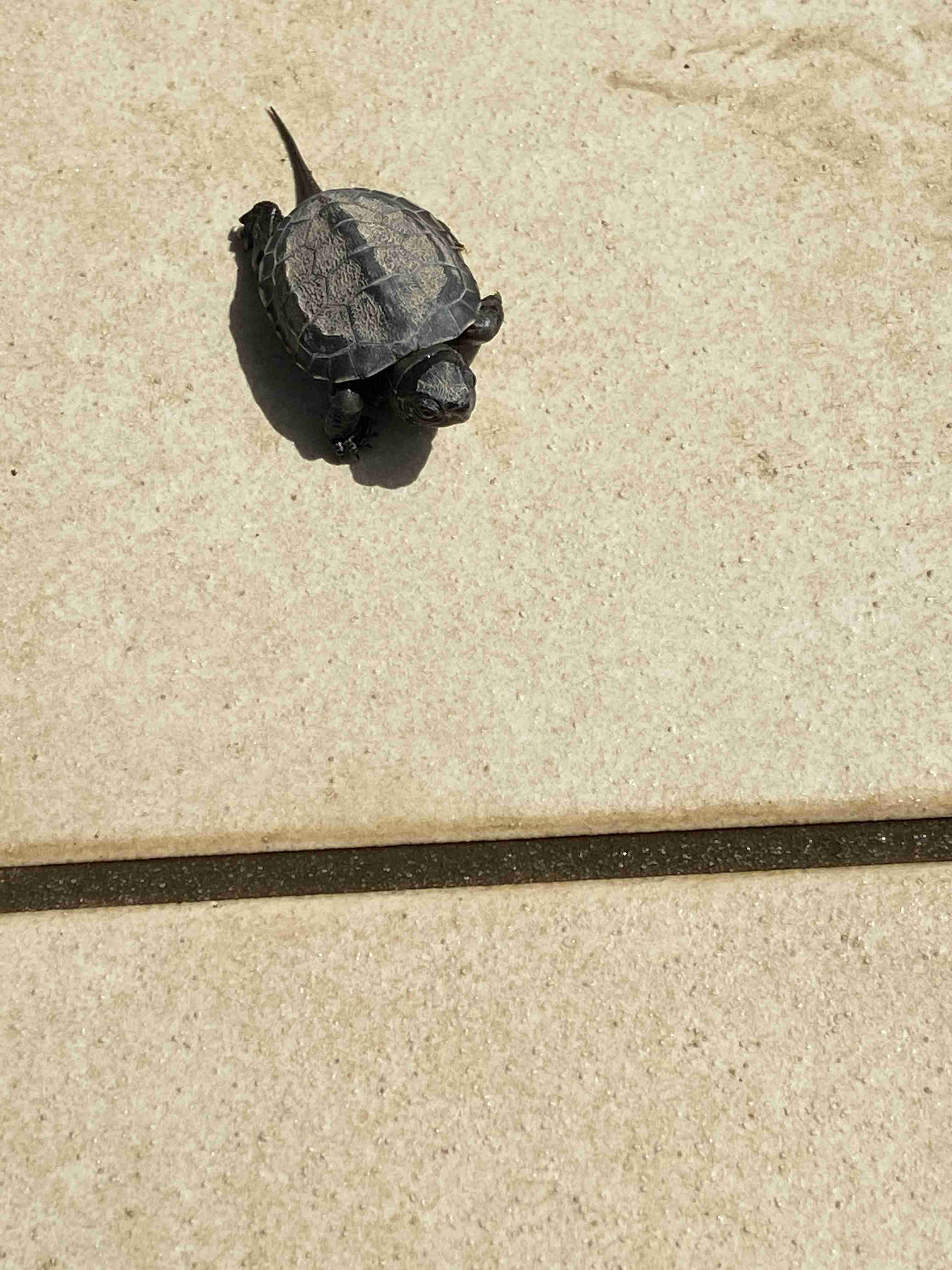 教えて 亀を飼うことになりました ガールズちゃんねる Girls Channel