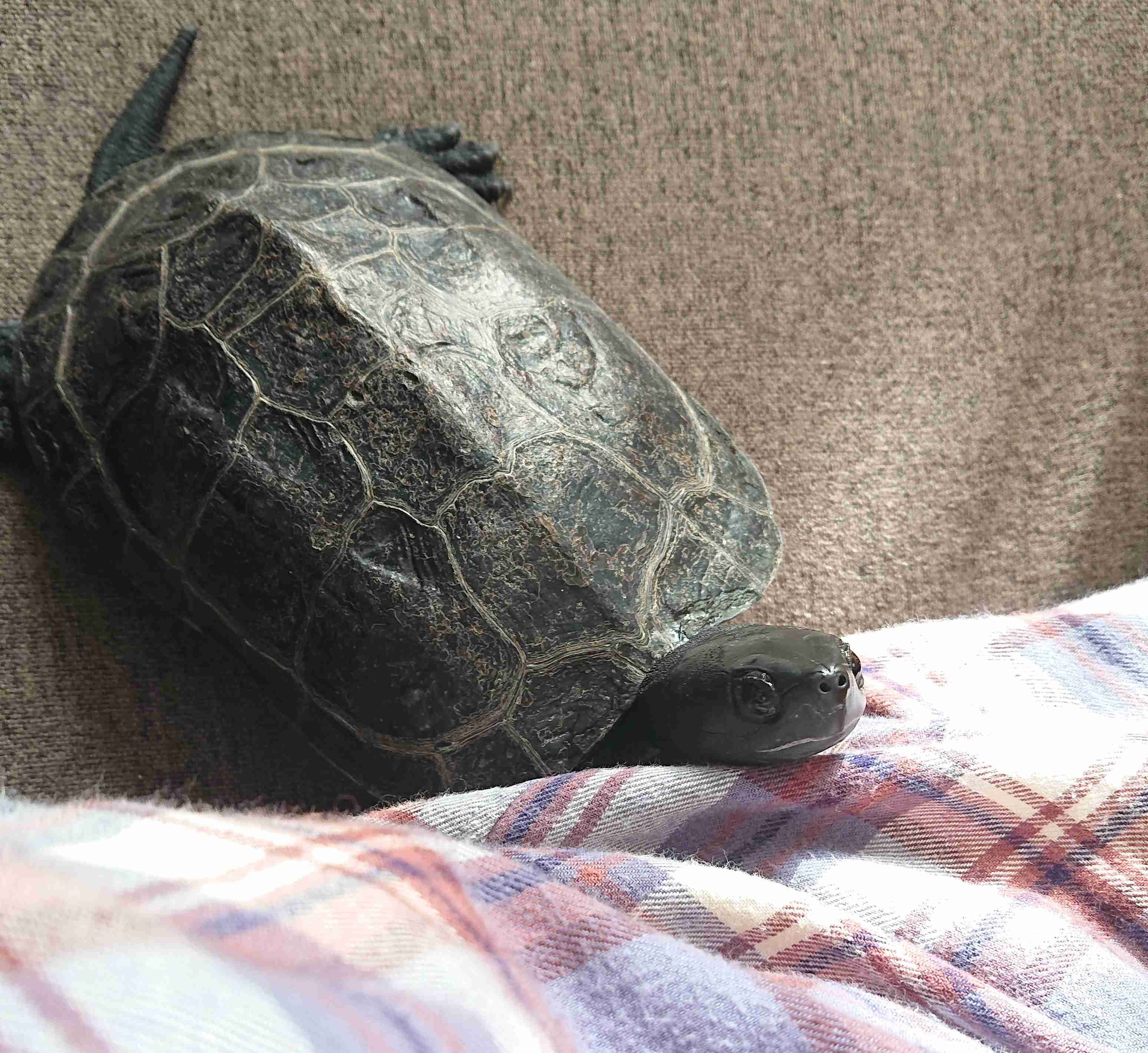 教えて 亀を飼うことになりました ガールズちゃんねる Girls Channel