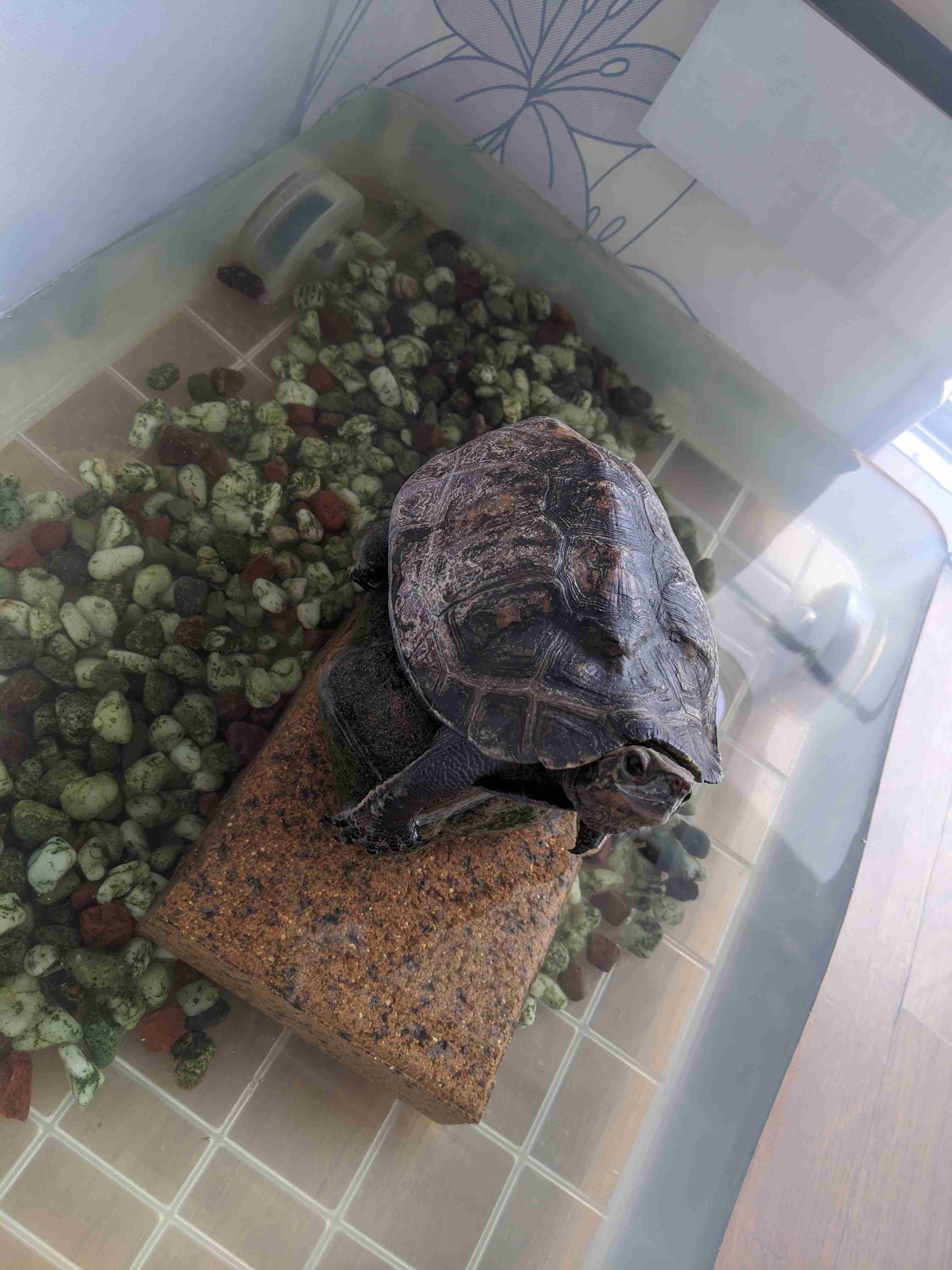 教えて 亀を飼うことになりました ガールズちゃんねる Girls Channel