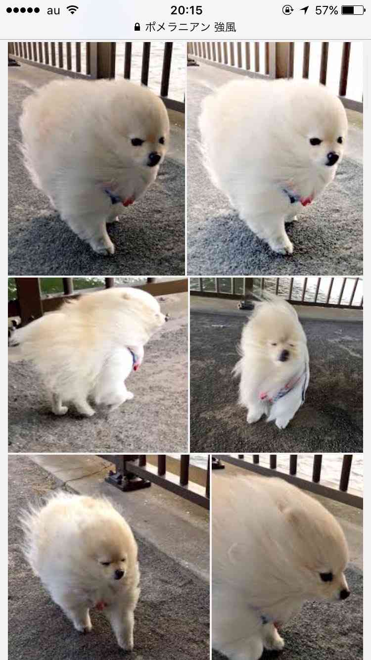 強風が嫌い・こわい