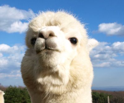 ズルいと思ったらプラスを押すトピ