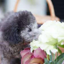 犬のかわいい画像をはるトピ