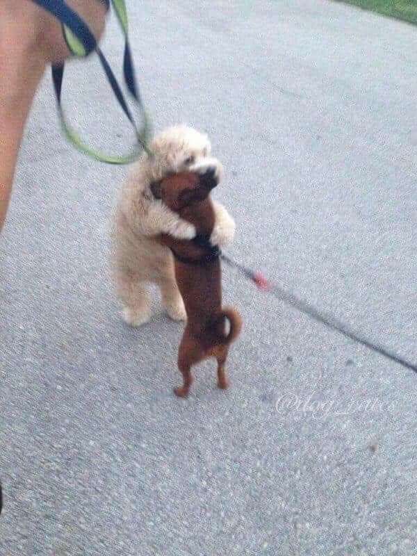 犬のかわいい画像をはるトピ
