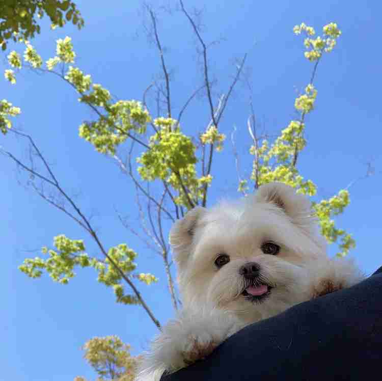 犬のかわいい画像をはるトピ