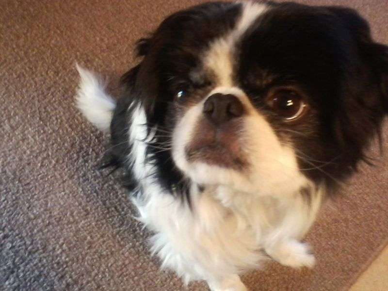 犬のかわいい画像をはるトピ