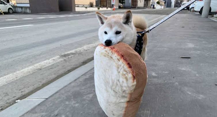 犬のかわいい画像をはるトピ