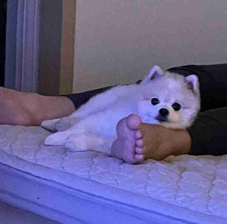 犬のかわいい画像をはるトピ