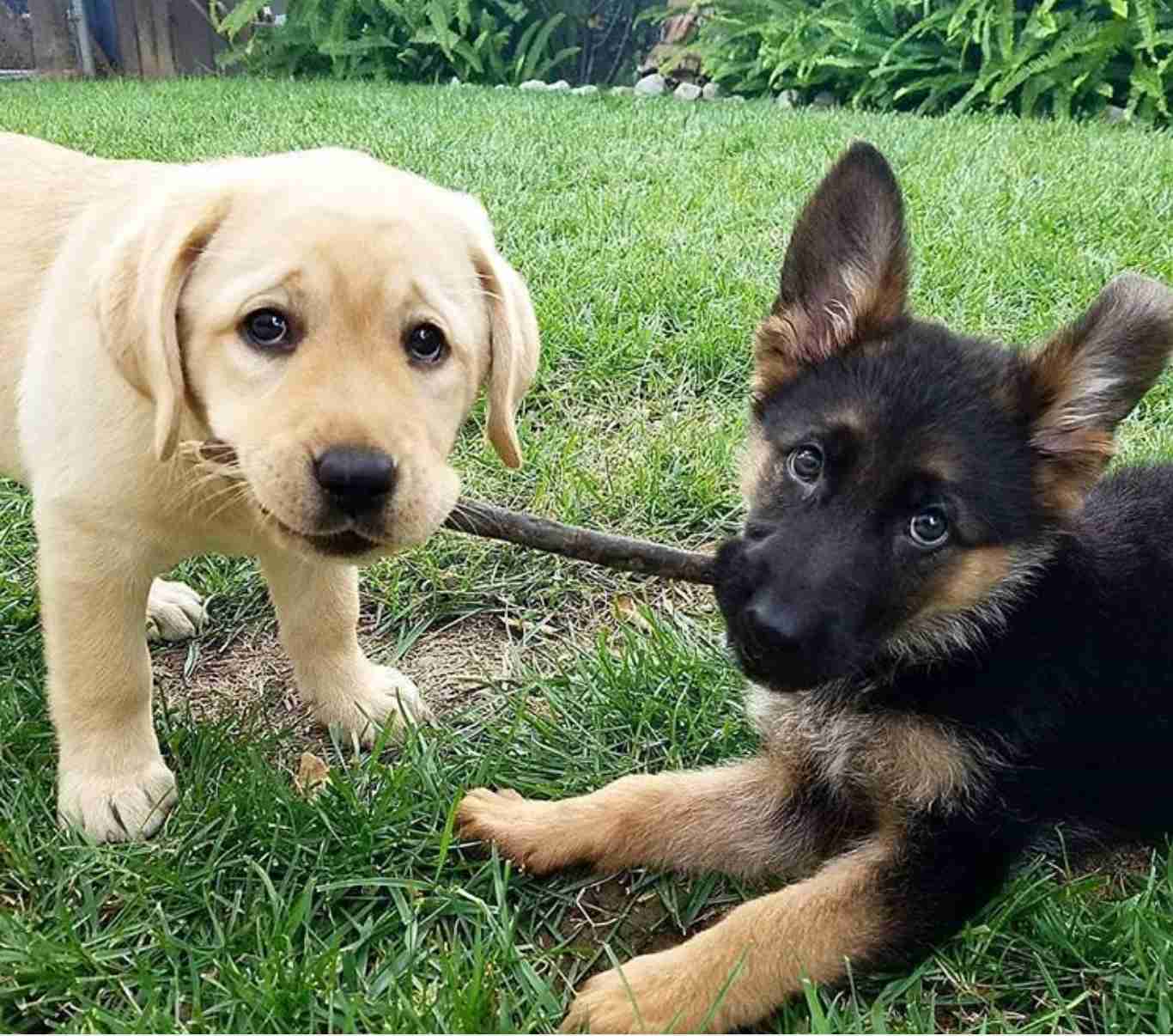 犬のかわいい画像をはるトピ
