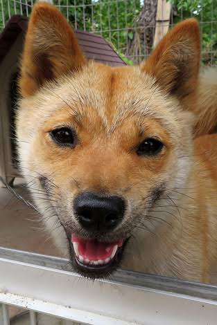 犬のかわいい画像をはるトピ