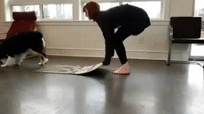 犬のかわいい画像をはるトピ
