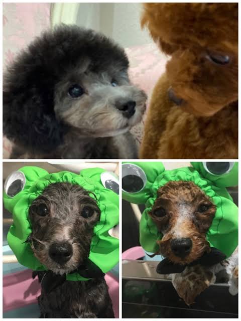 犬のかわいい画像をはるトピ