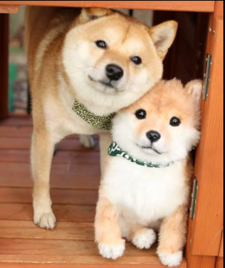 犬のかわいい画像をはるトピ