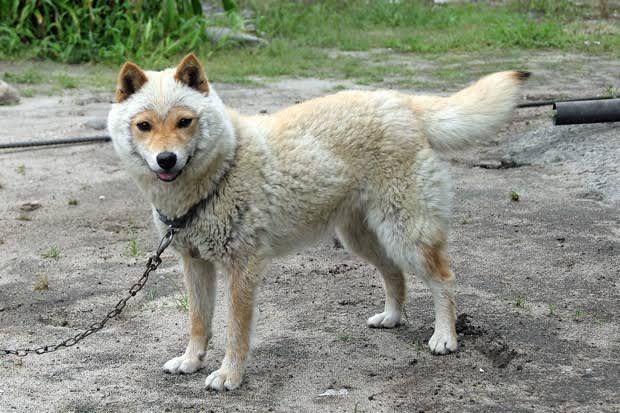 犬のかわいい画像をはるトピ