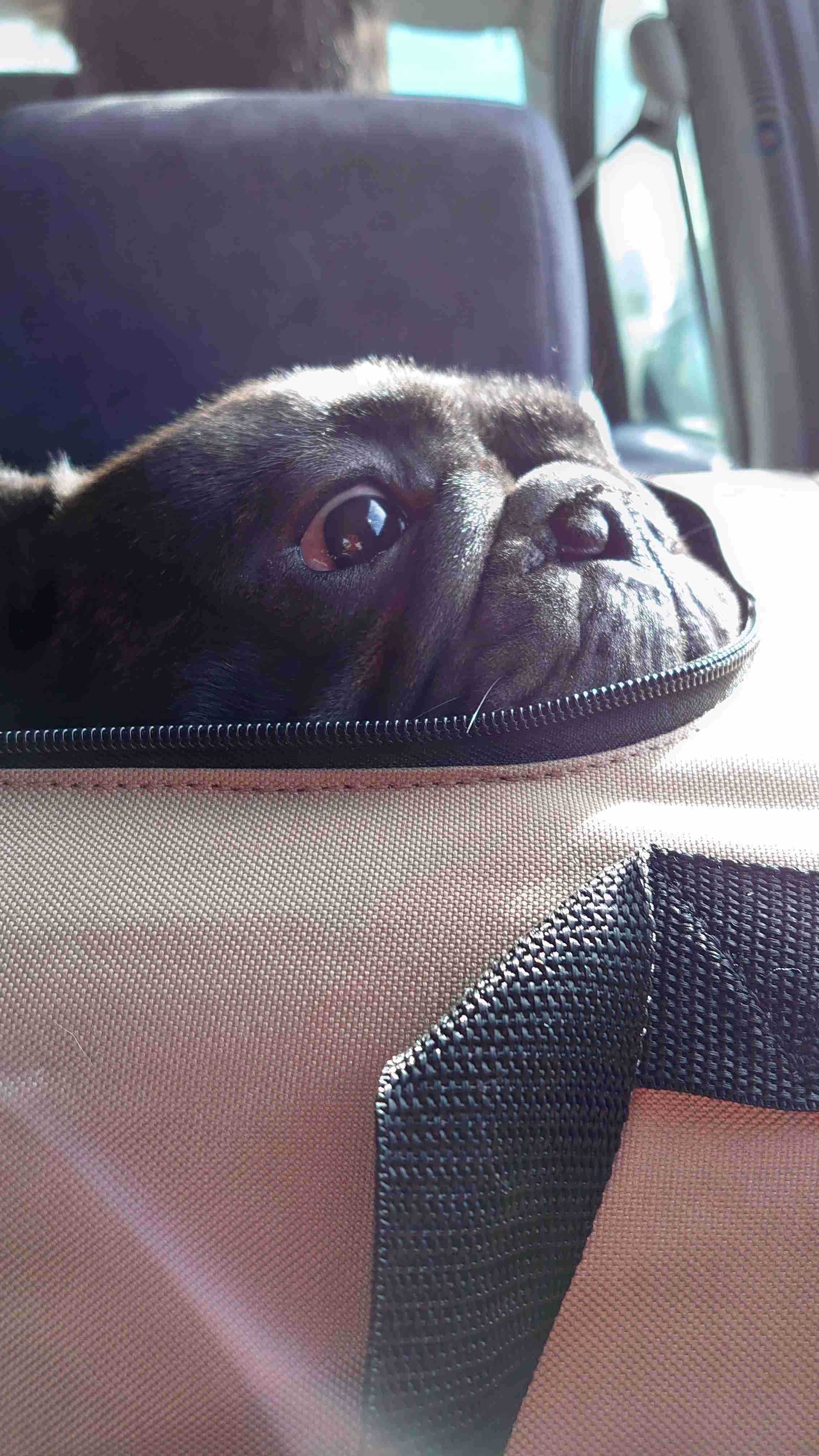 犬のかわいい画像をはるトピ
