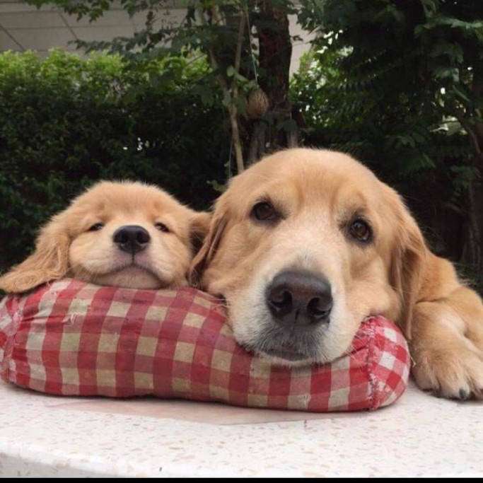 犬のかわいい画像をはるトピ