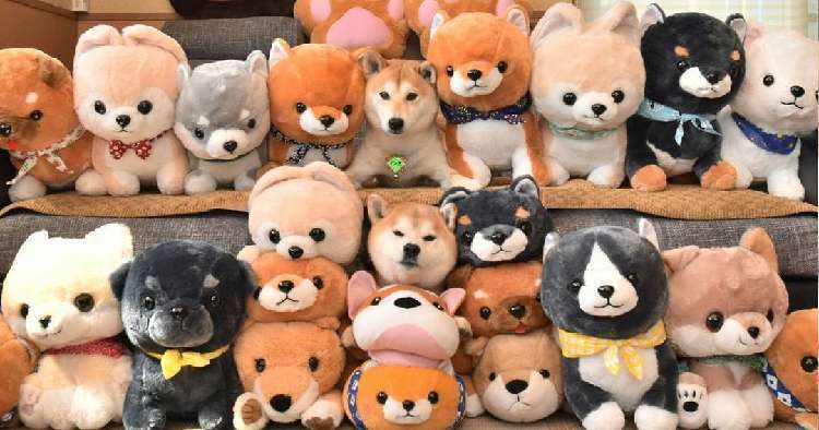犬のかわいい画像をはるトピ