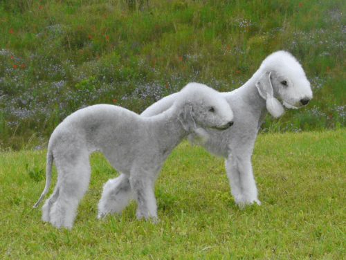 犬のかわいい画像をはるトピ