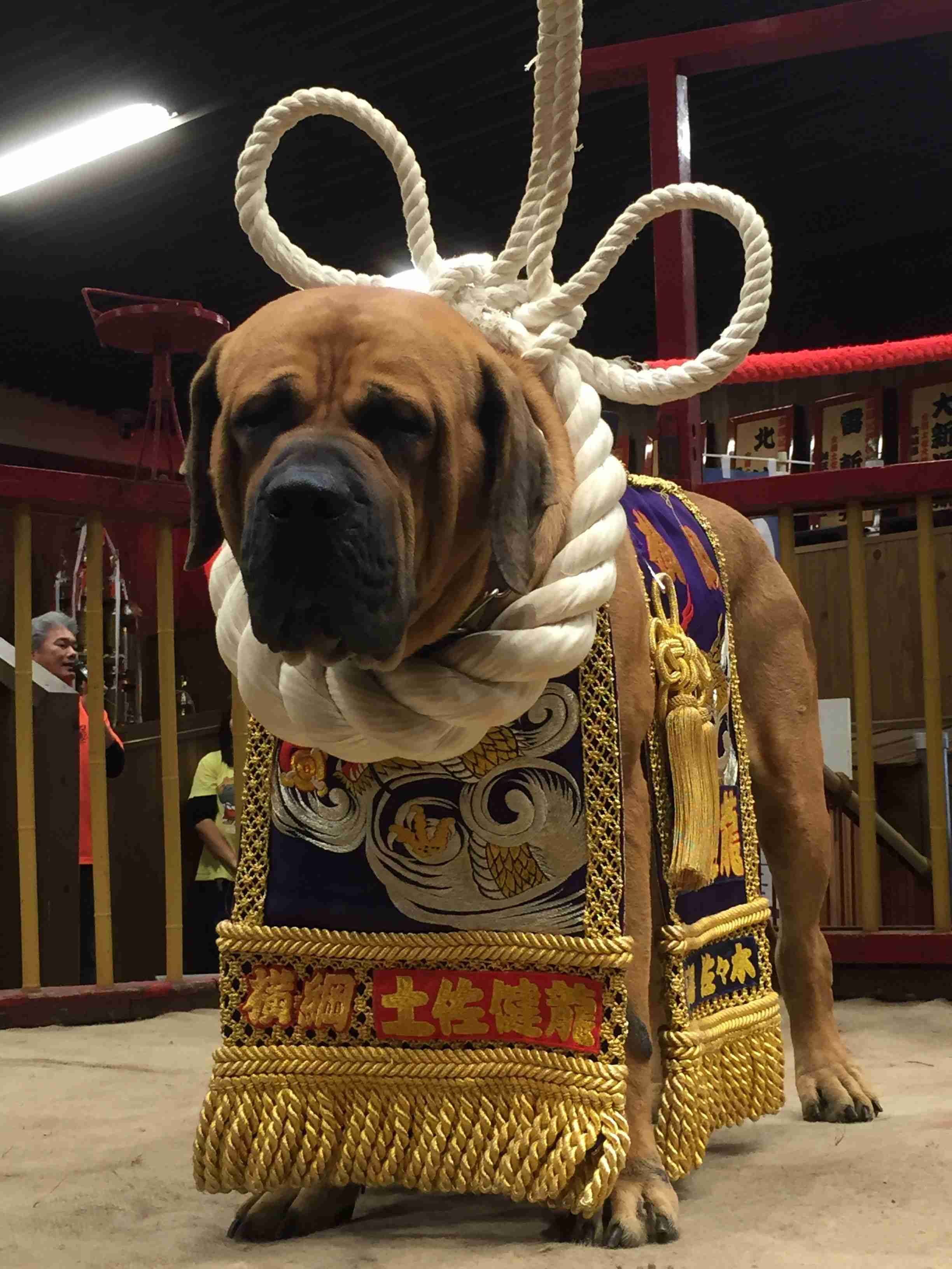 犬のかわいい画像をはるトピ