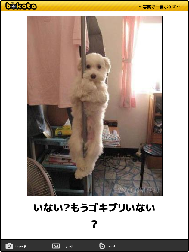 犬のかわいい画像をはるトピ