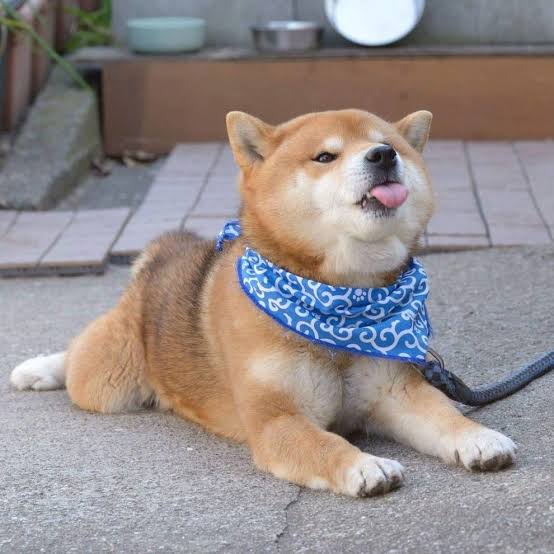 犬のかわいい画像をはるトピ