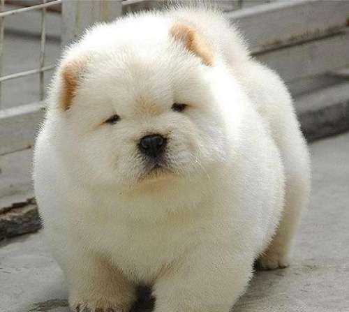 犬のかわいい画像をはるトピ